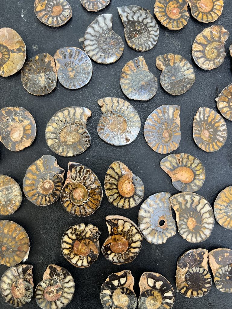 חצאי אמונייט מאובן ammonite for sell israel store for fossils and crystals